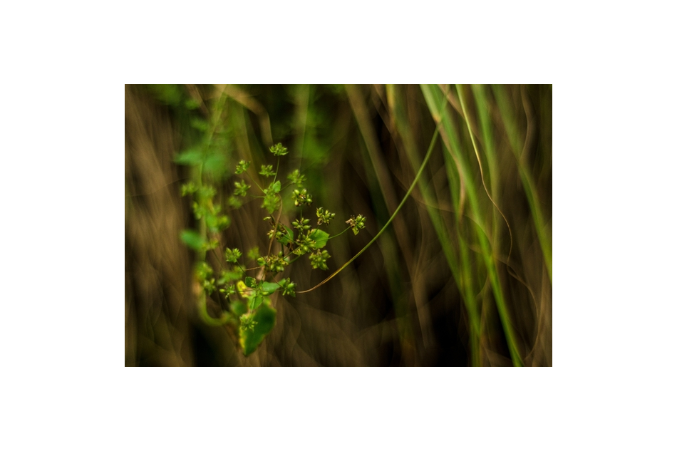 Nurturing Life: The Promise of Saplings