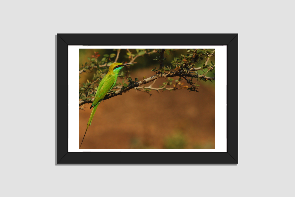 Emerald Flights: The Little Green Bee Eater