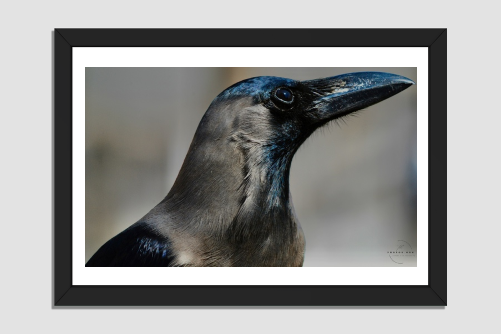 Corvid Contemplation: Wisdom in Black and White