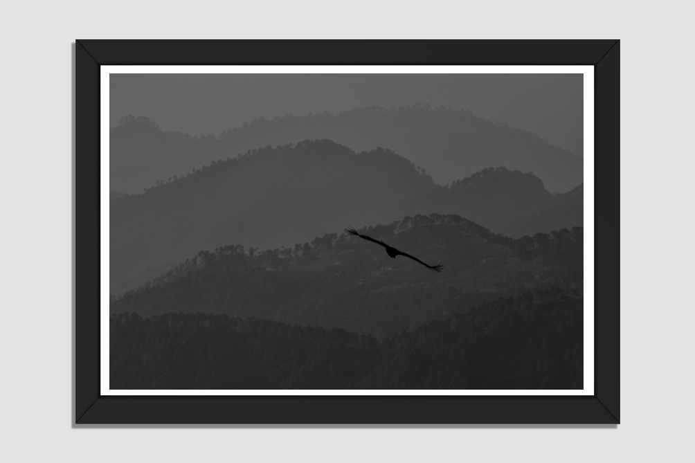 A Bird's Majestic Sojourn