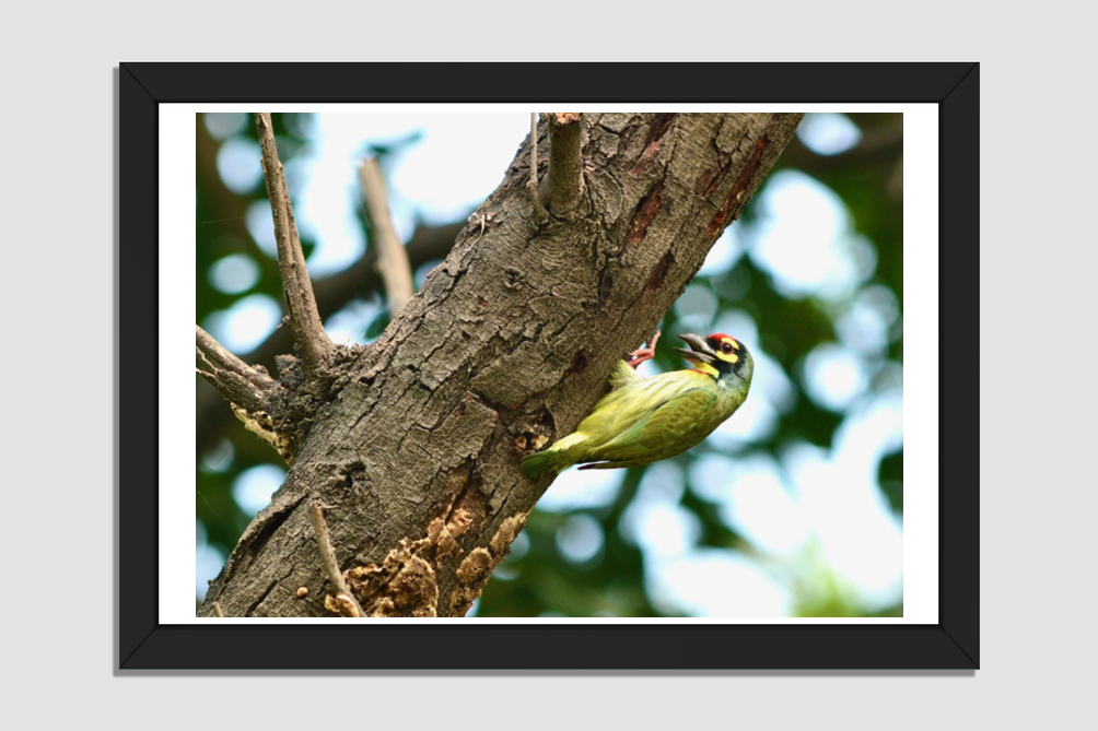 The Metallic Marvel: Coppersmith Barbet