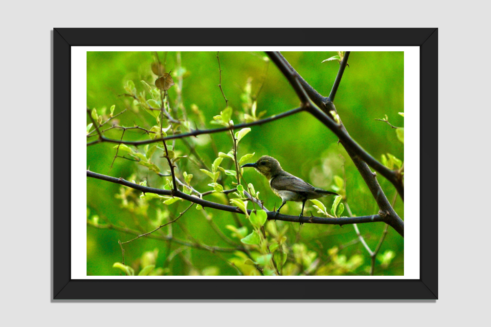 Iridescent Jewel: The Sunbird