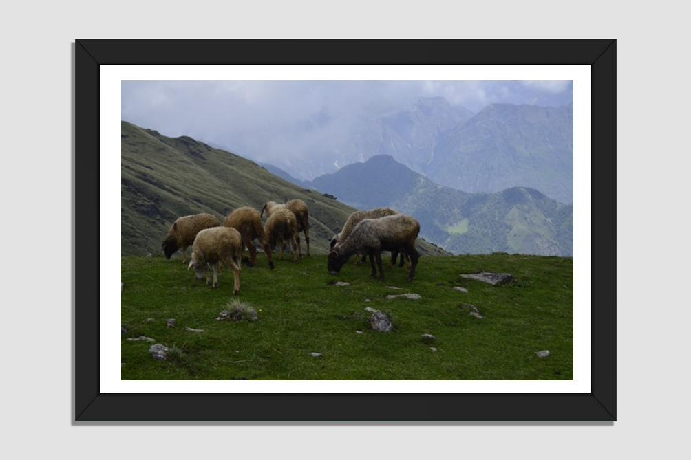 Tranquil Heights: A Pastoral Symphony