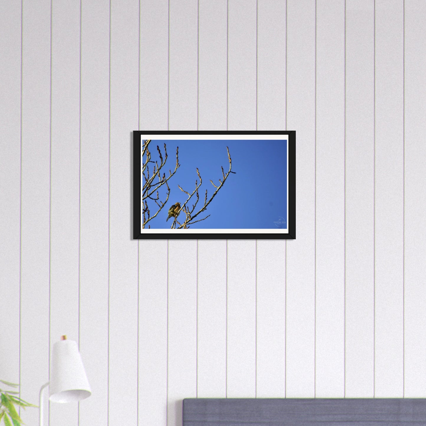 The Charming Chaffinch