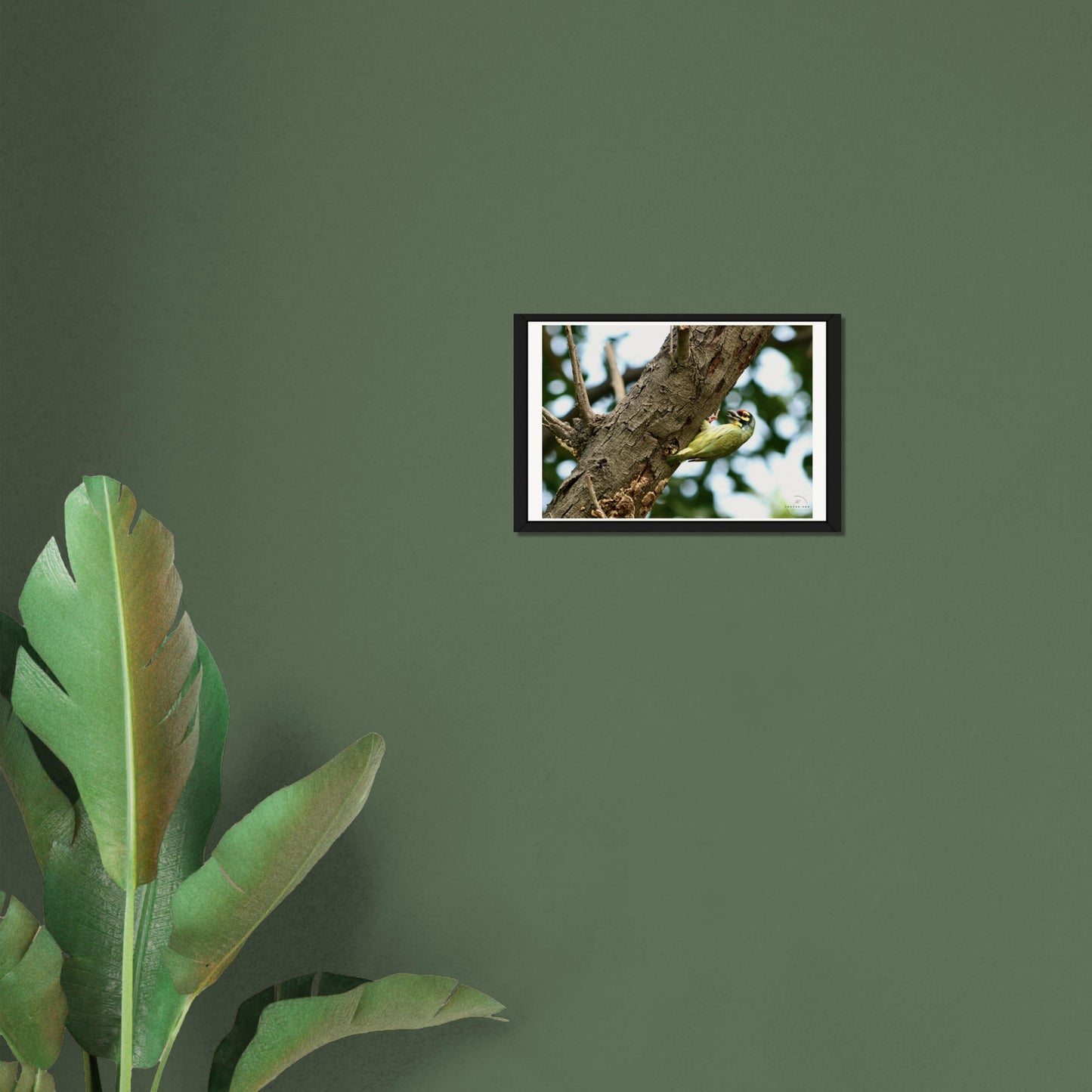 The Metallic Marvel: Coppersmith Barbet
