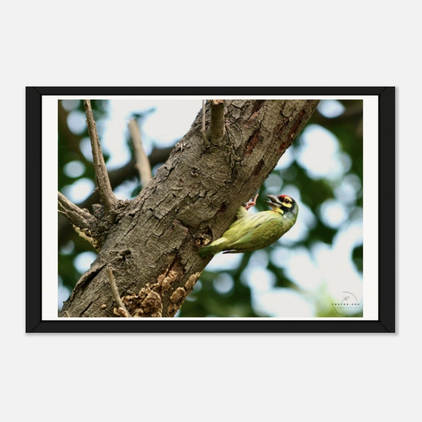 The Metallic Marvel: Coppersmith Barbet