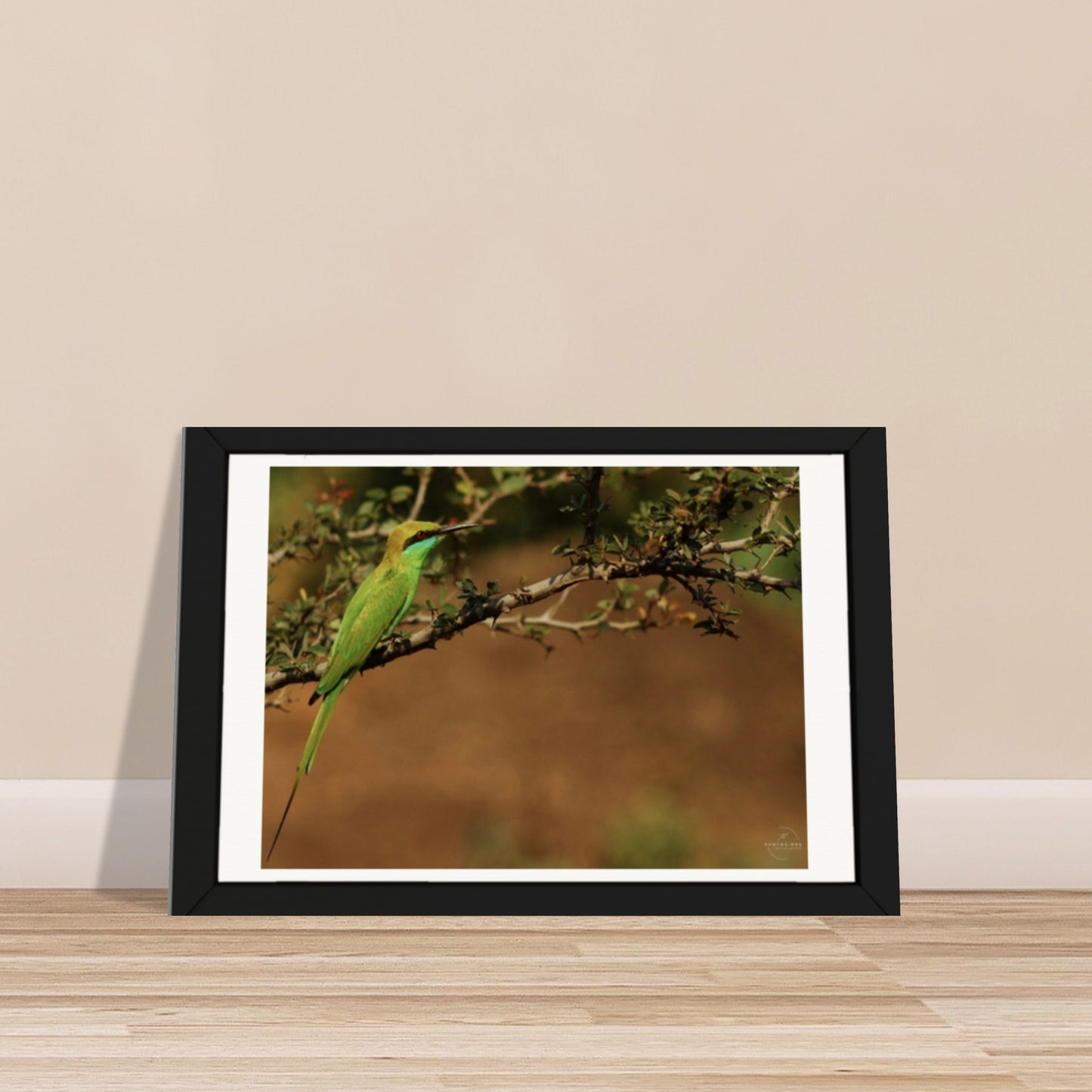 Emerald Flights: The Little Green Bee Eater