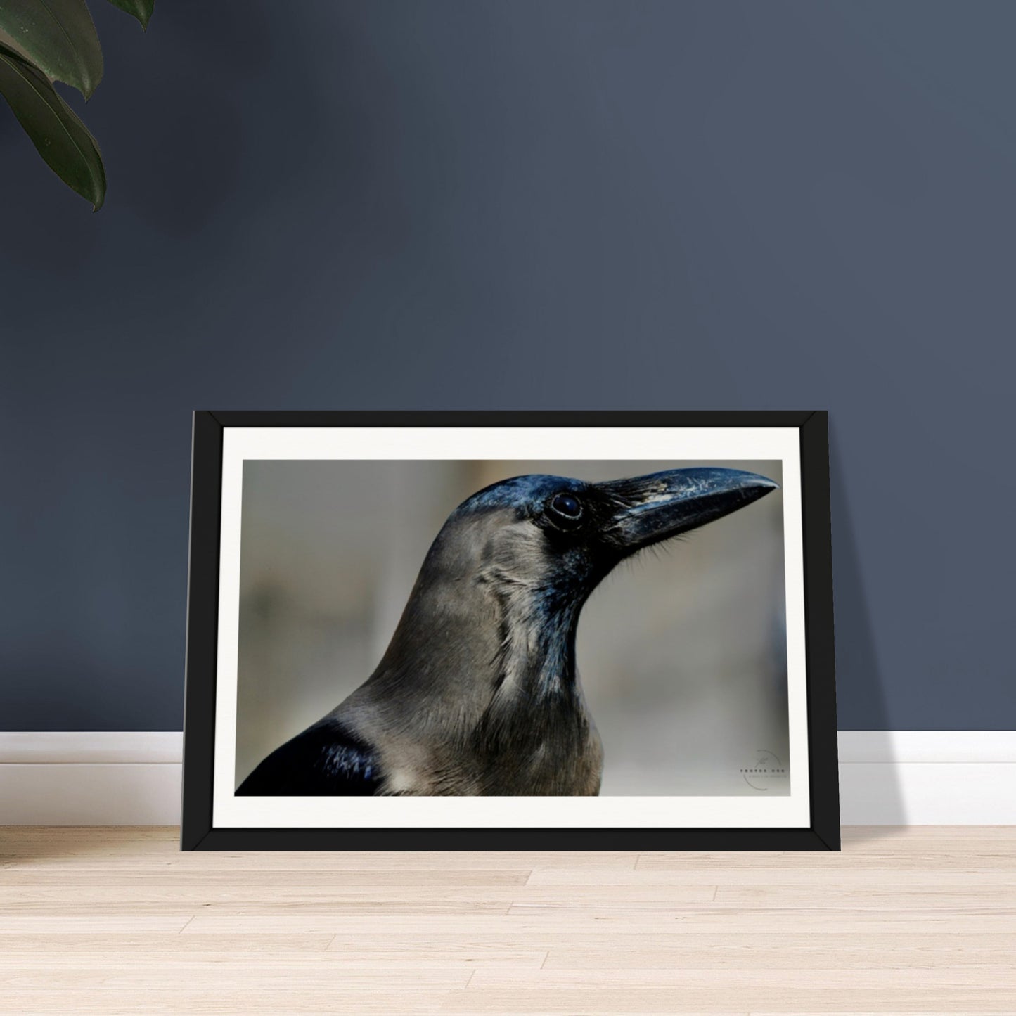 Corvid Contemplation: Wisdom in Black and White