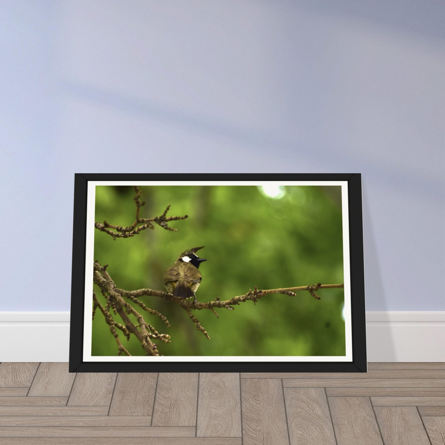Mountain Melody: The Charming Himalayan Bulbul