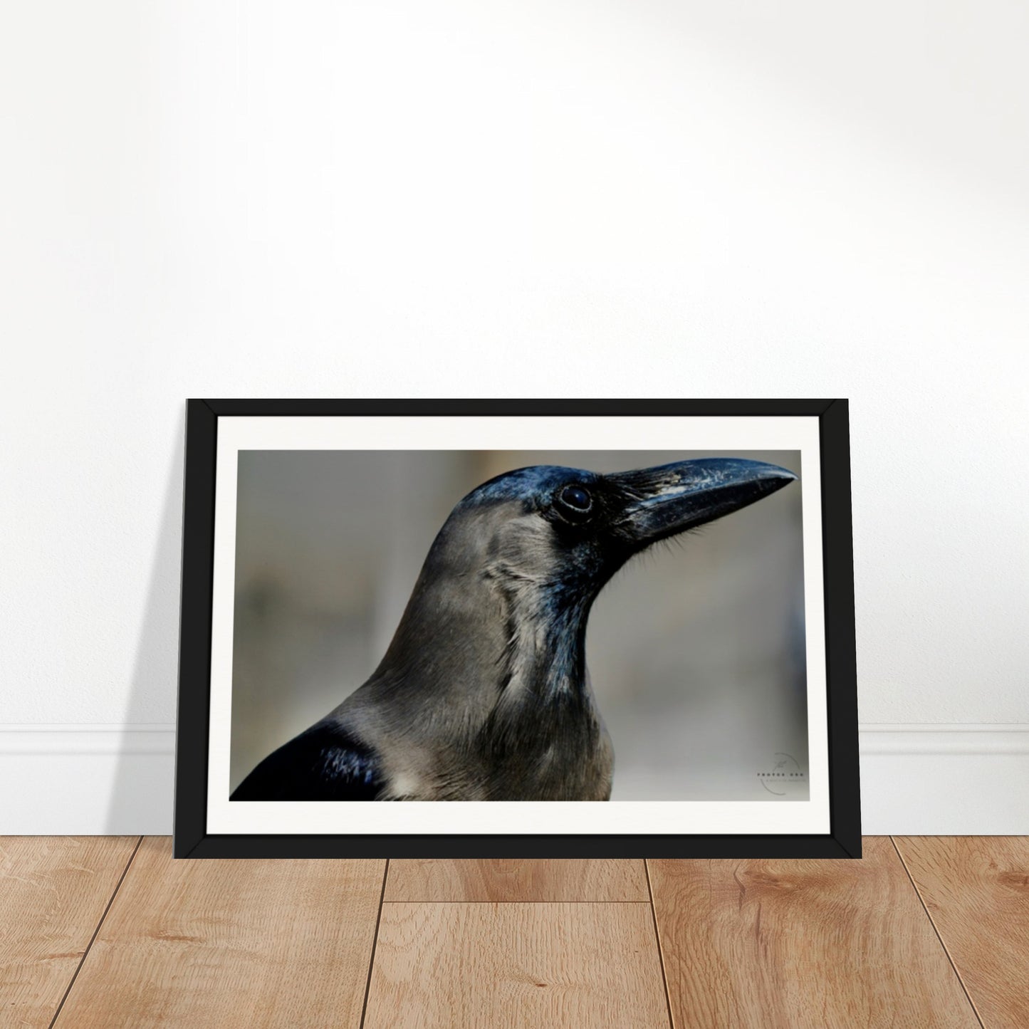 Corvid Contemplation: Wisdom in Black and White