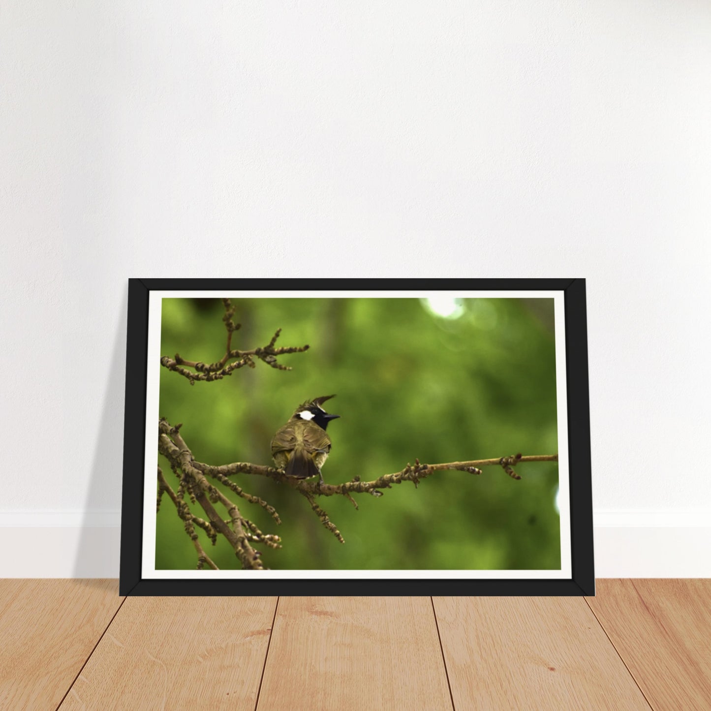 Mountain Melody: The Charming Himalayan Bulbul