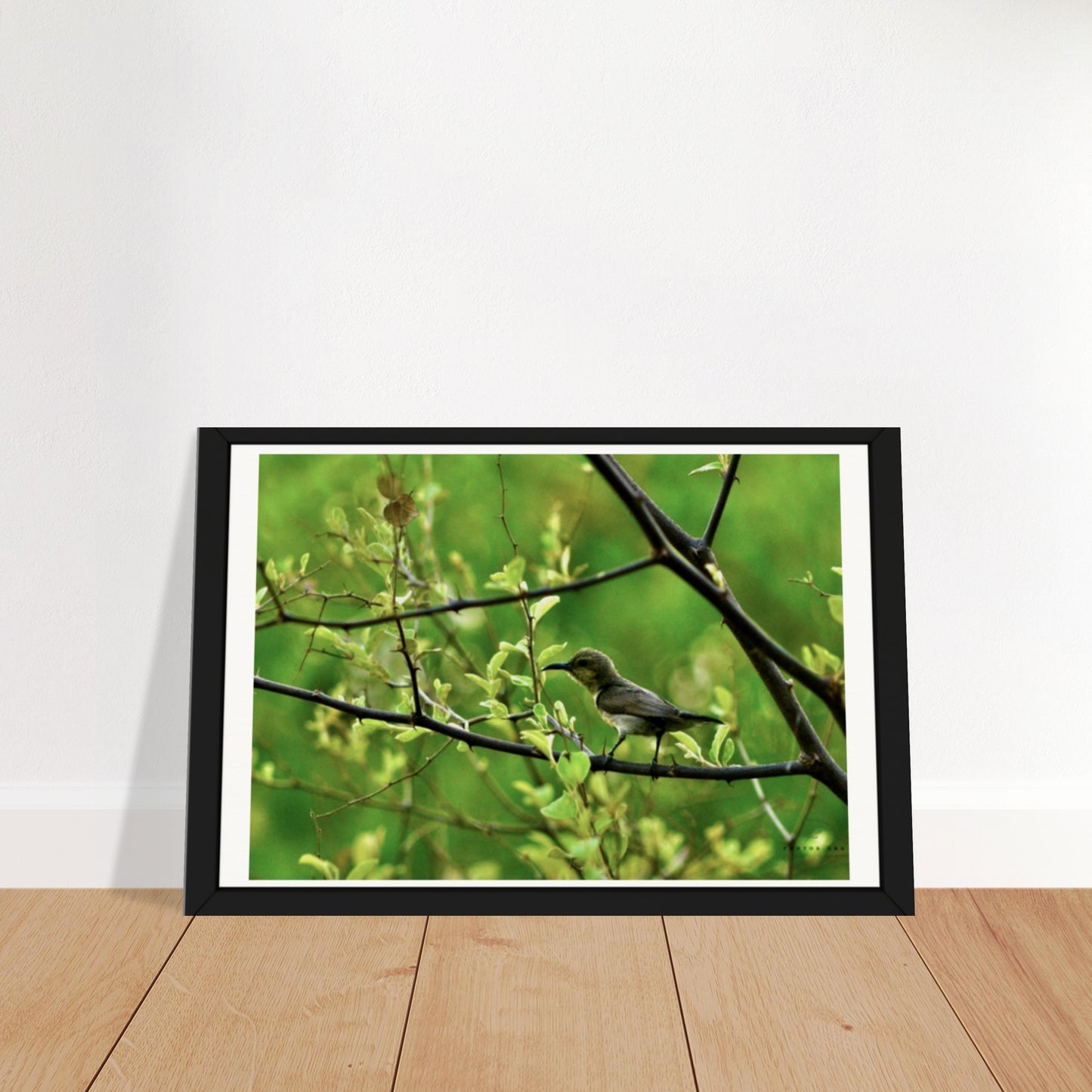 Iridescent Jewel: The Sunbird