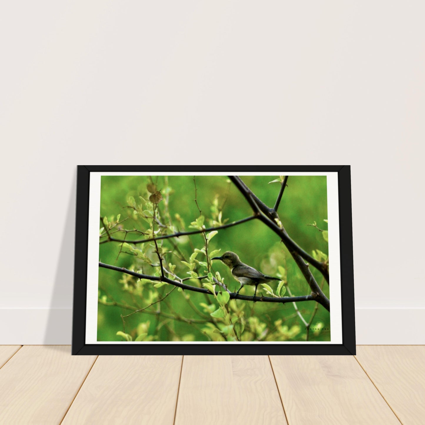 Iridescent Jewel: The Sunbird