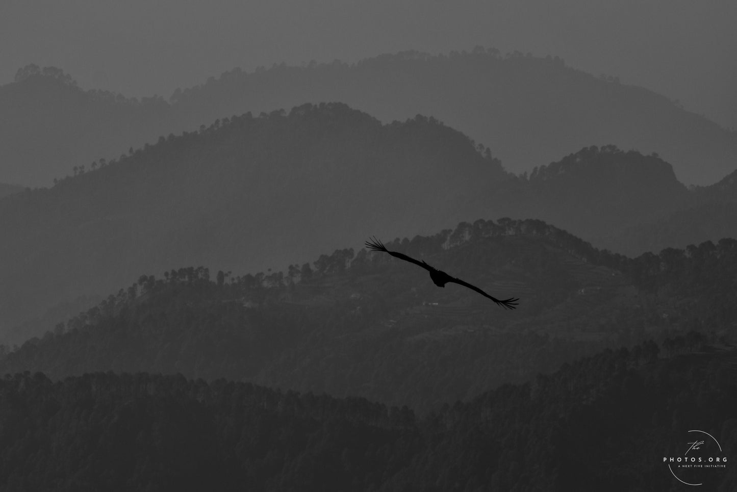 A Bird's Majestic Sojourn