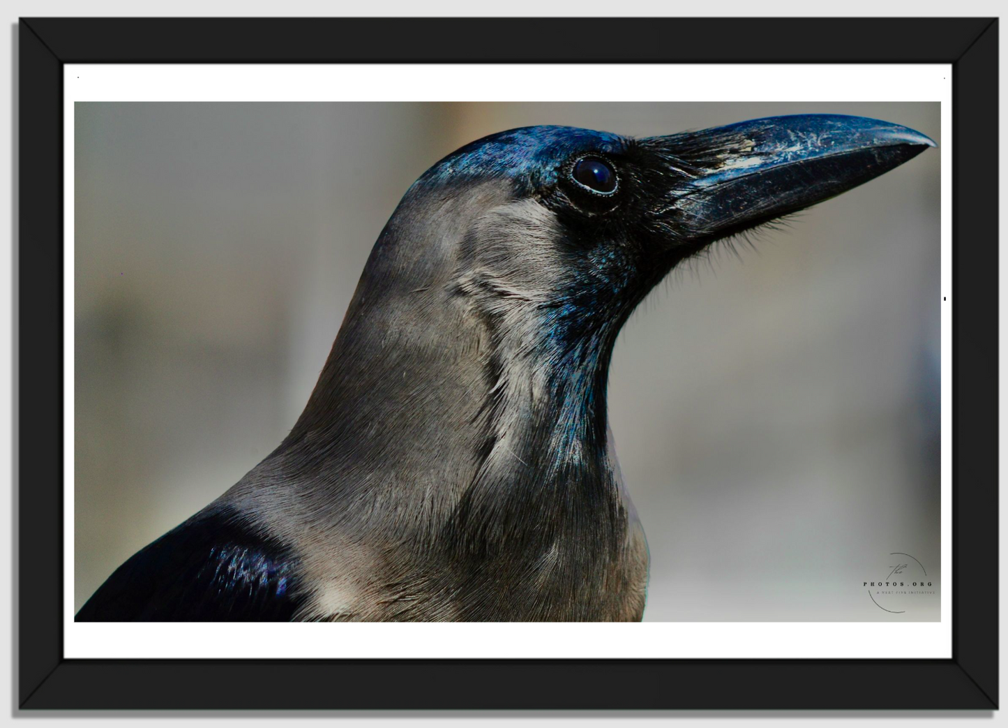 Corvid Contemplation: Wisdom in Black and White