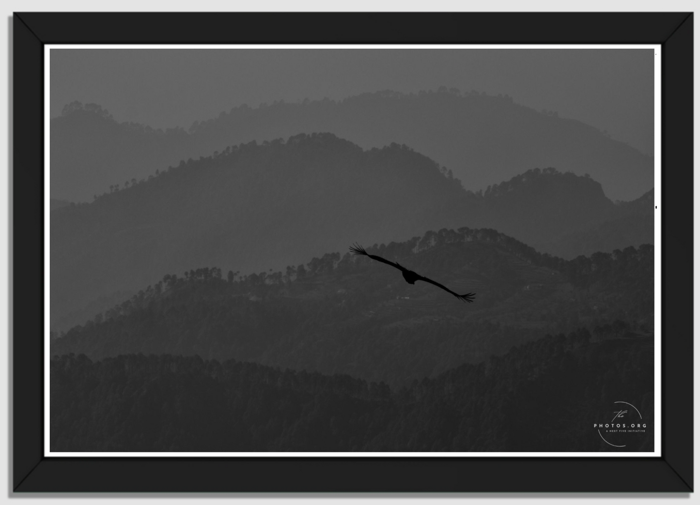 A Bird's Majestic Sojourn