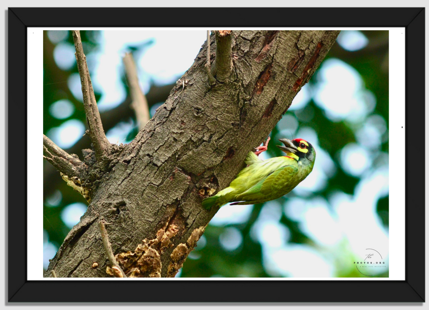 The Metallic Marvel: Coppersmith Barbet