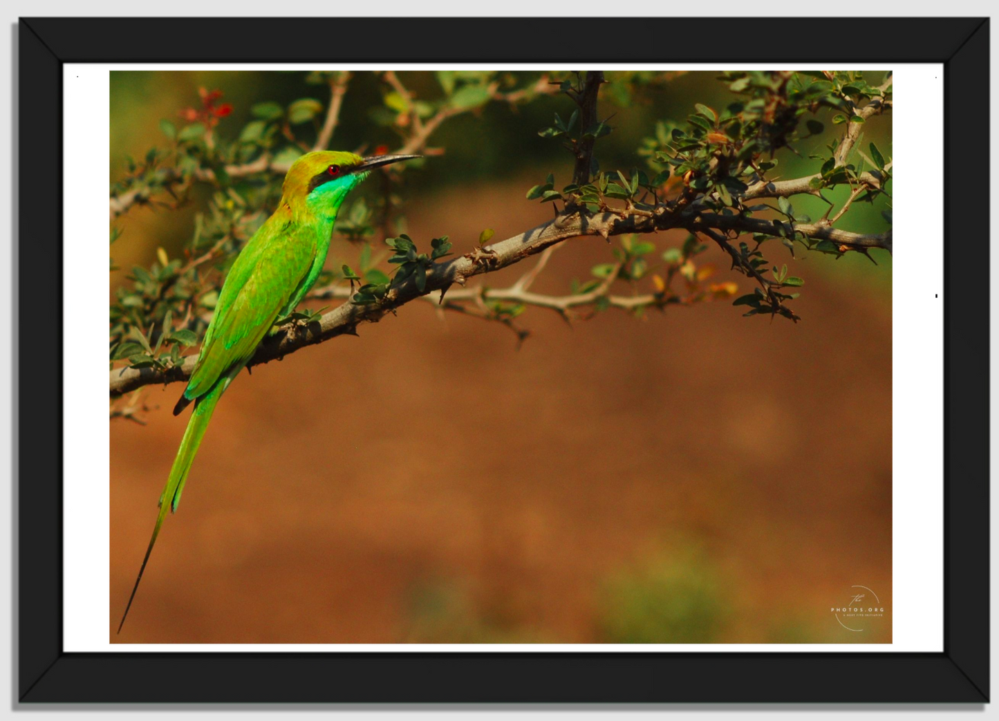 Emerald Flights: The Little Green Bee Eater