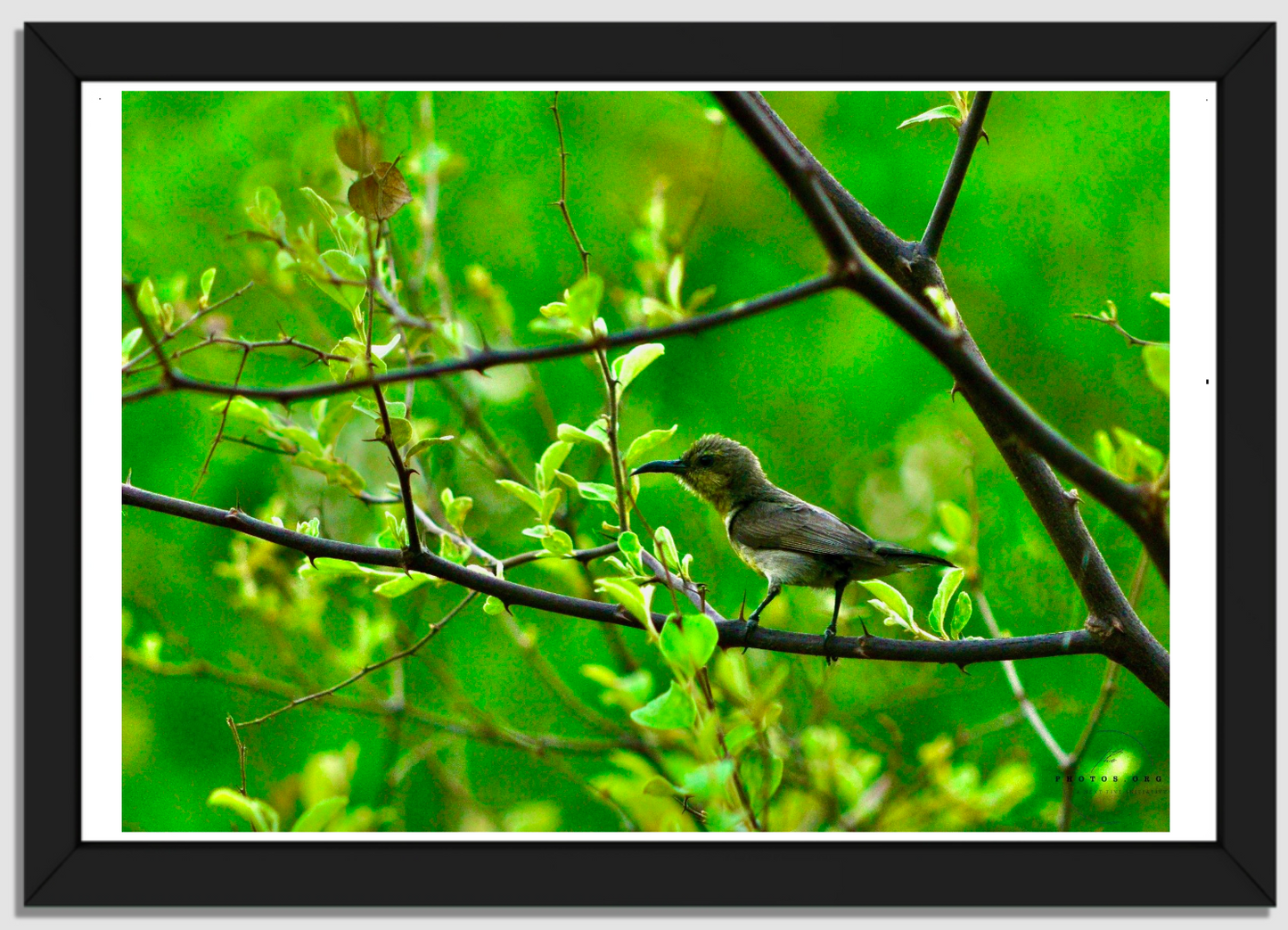 Iridescent Jewel: The Sunbird