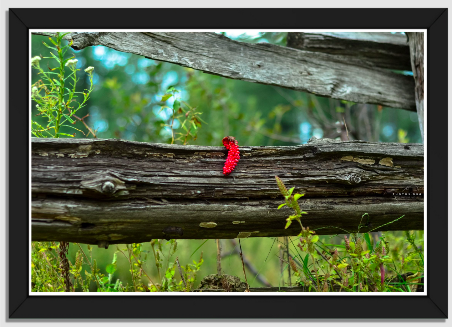 Nature's Timeless Treasure: The Forest Wooden Log