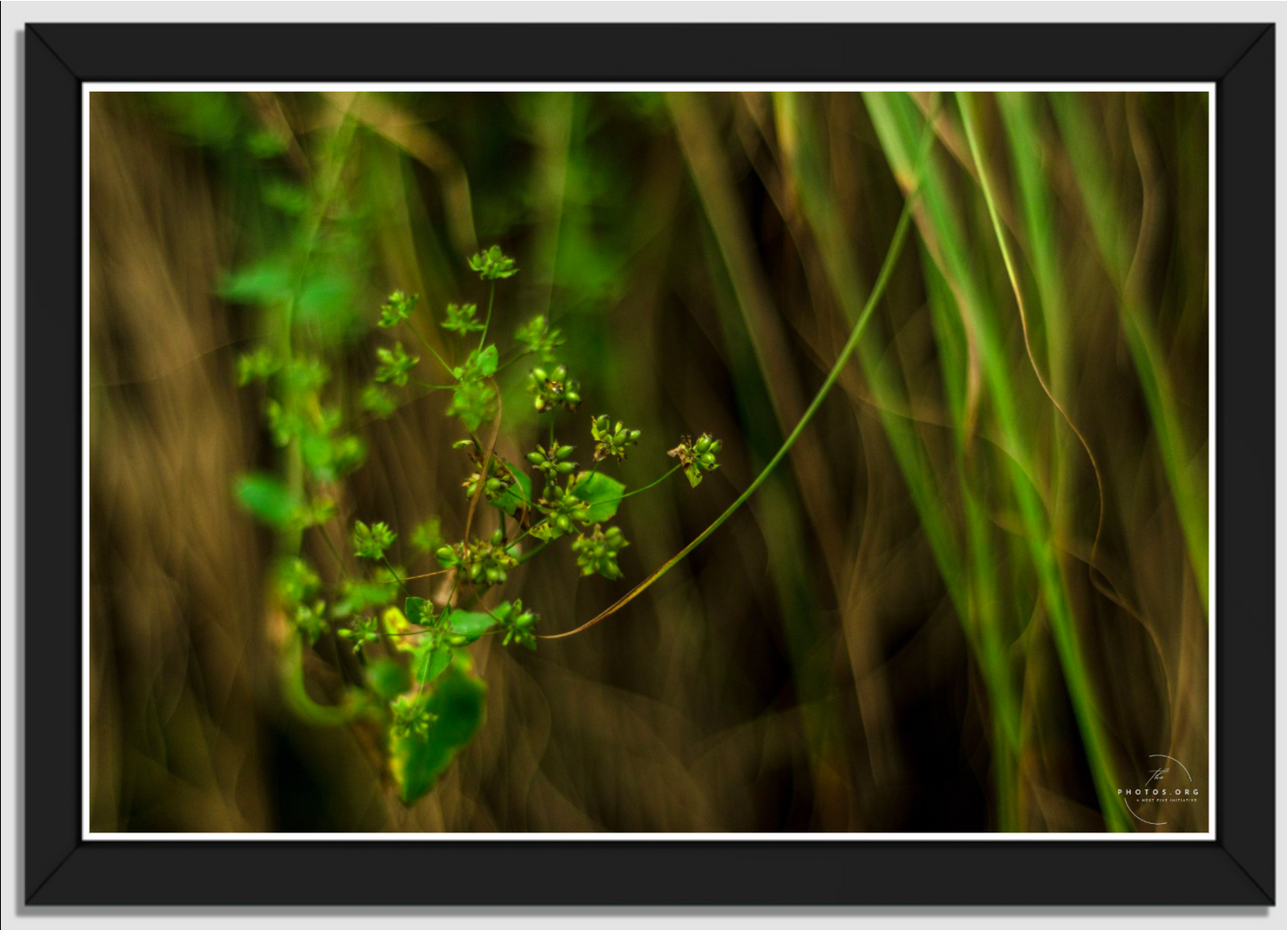 Nurturing Life: The Promise of Saplings