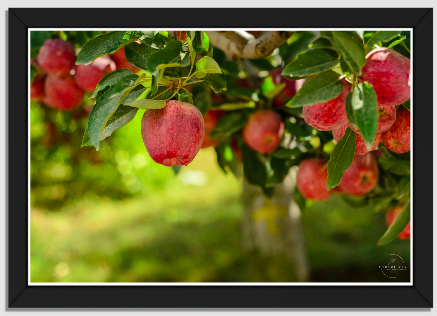 Sweet Treasure : The Himalayan Apple