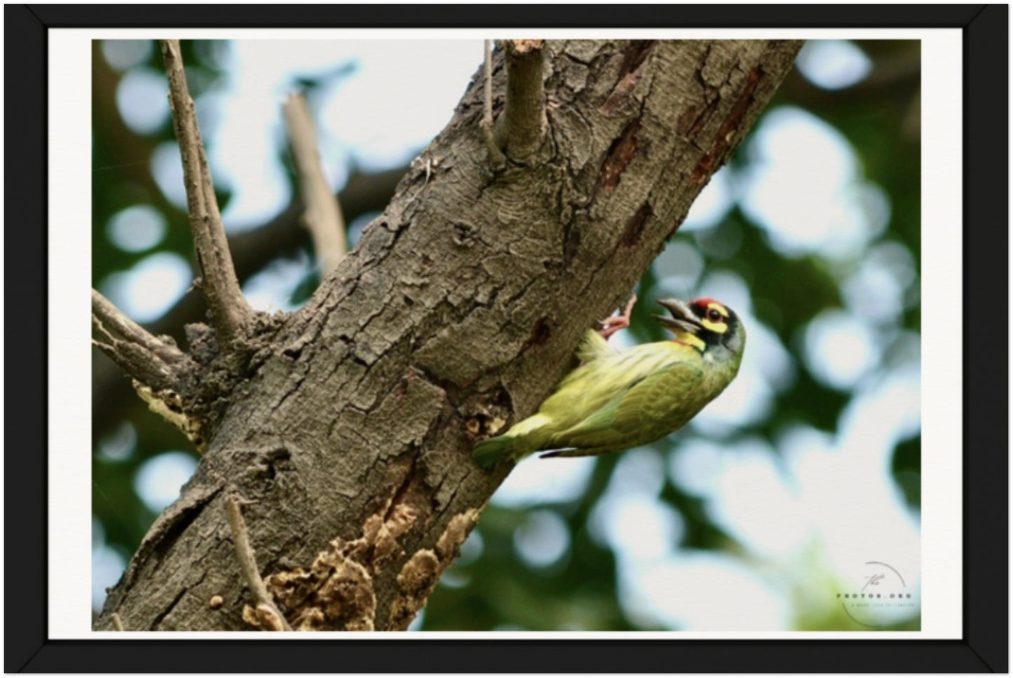 The Metallic Marvel: Coppersmith Barbet