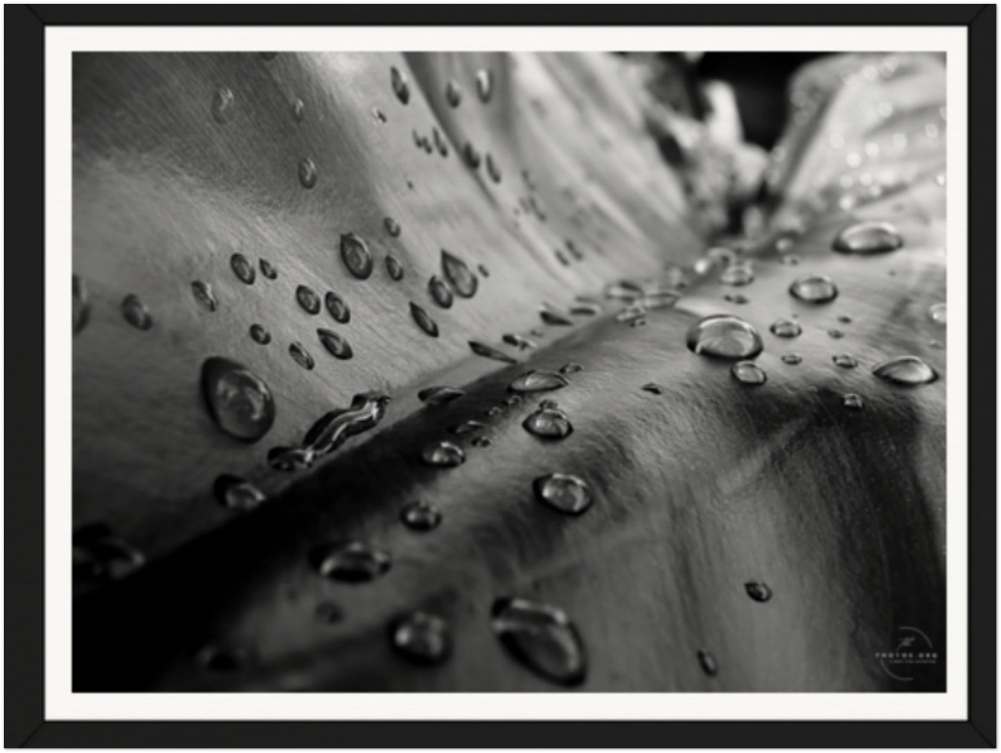 Jewels of Morning