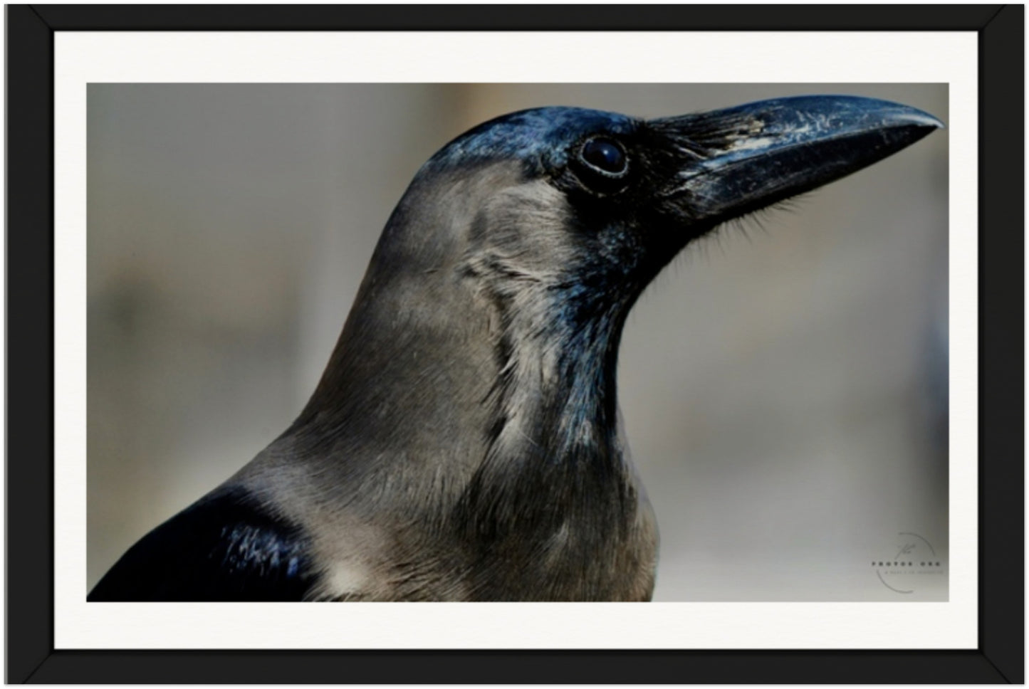 Corvid Contemplation: Wisdom in Black and White