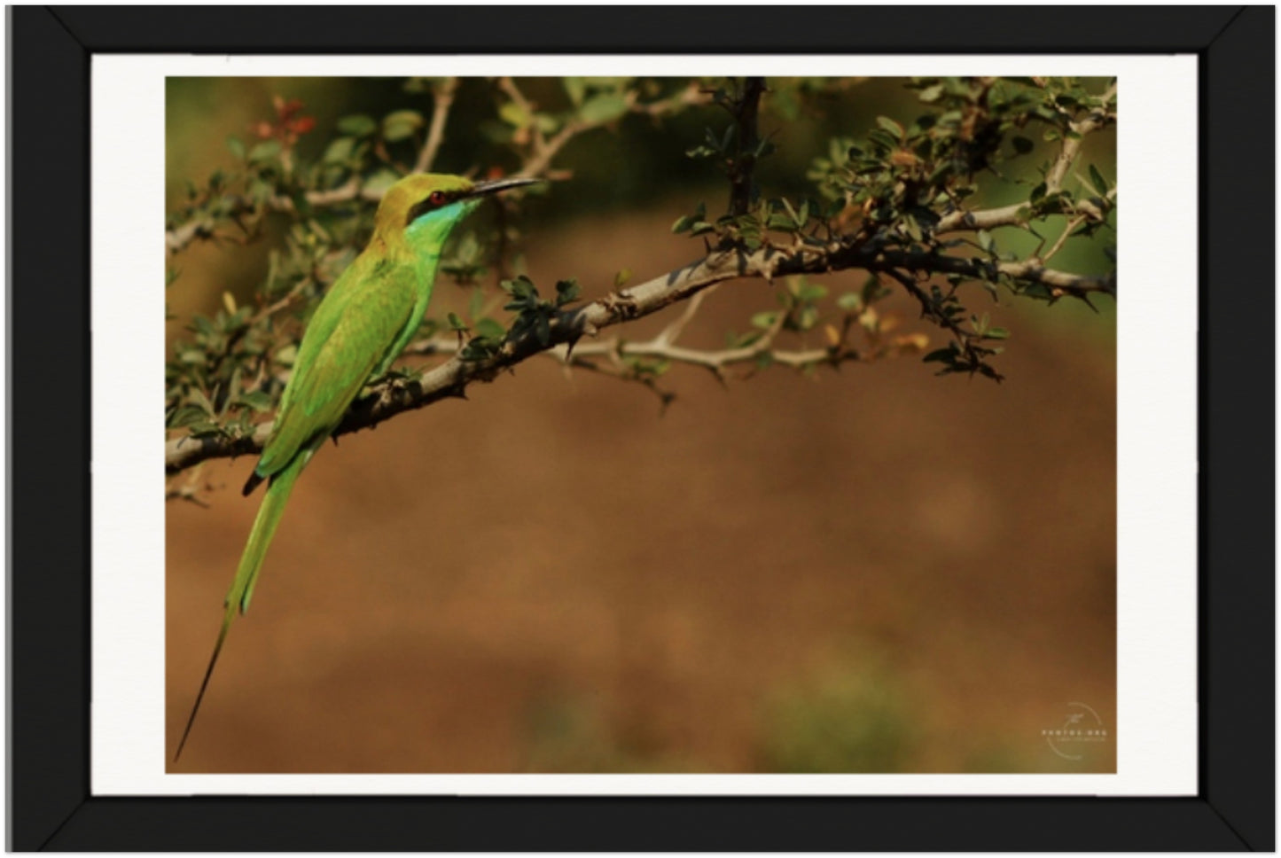 Emerald Flights: The Little Green Bee Eater