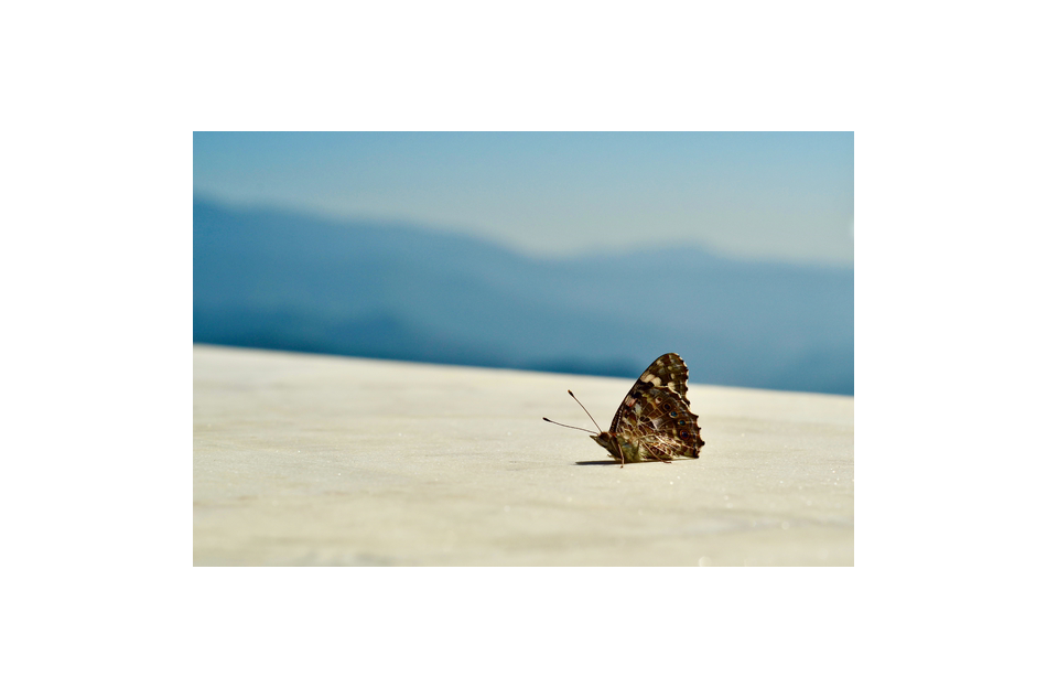 Butterfly in Kali Ka Tibba