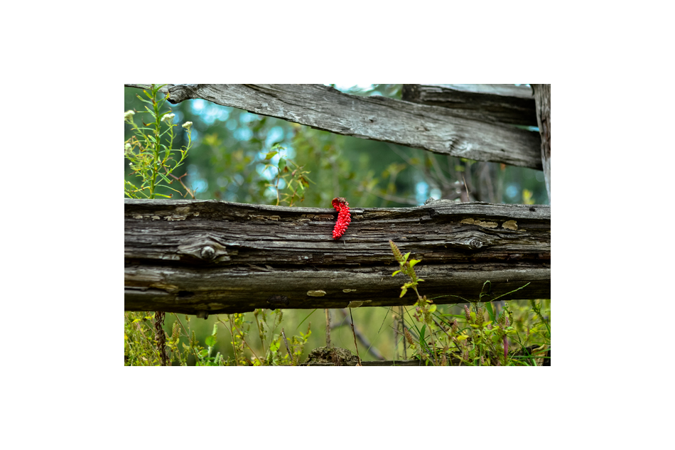 Nature's Timeless Treasure: The Forest Wooden Log