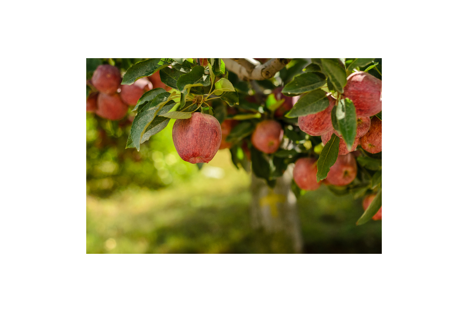 Sweet Treasure : The Himalayan Apple