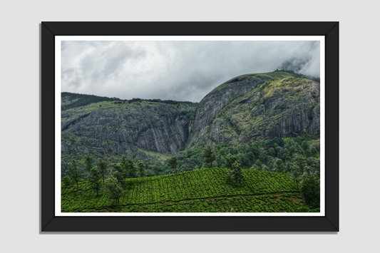 The Nilgiri Tea Gardens