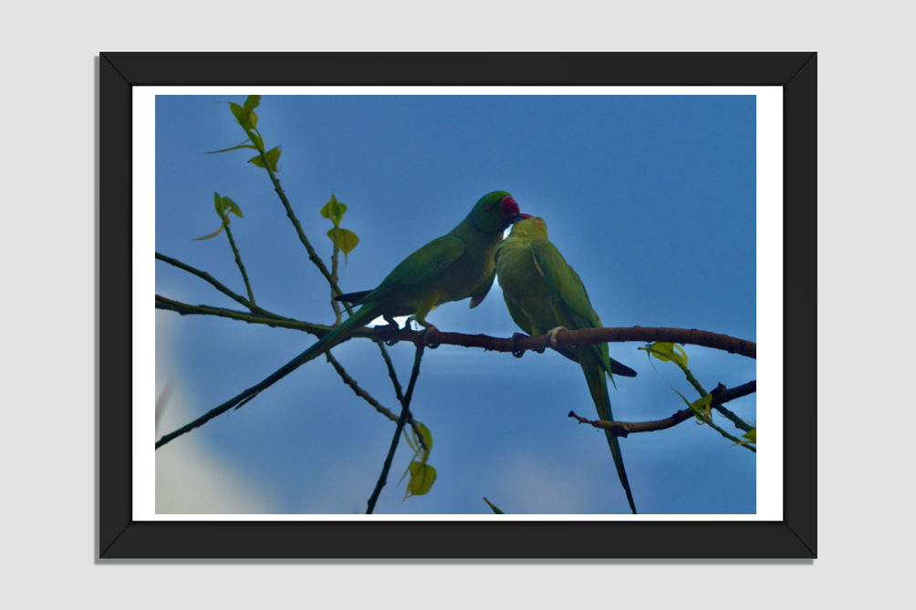 Symbol of Devotion: Parrots in Love