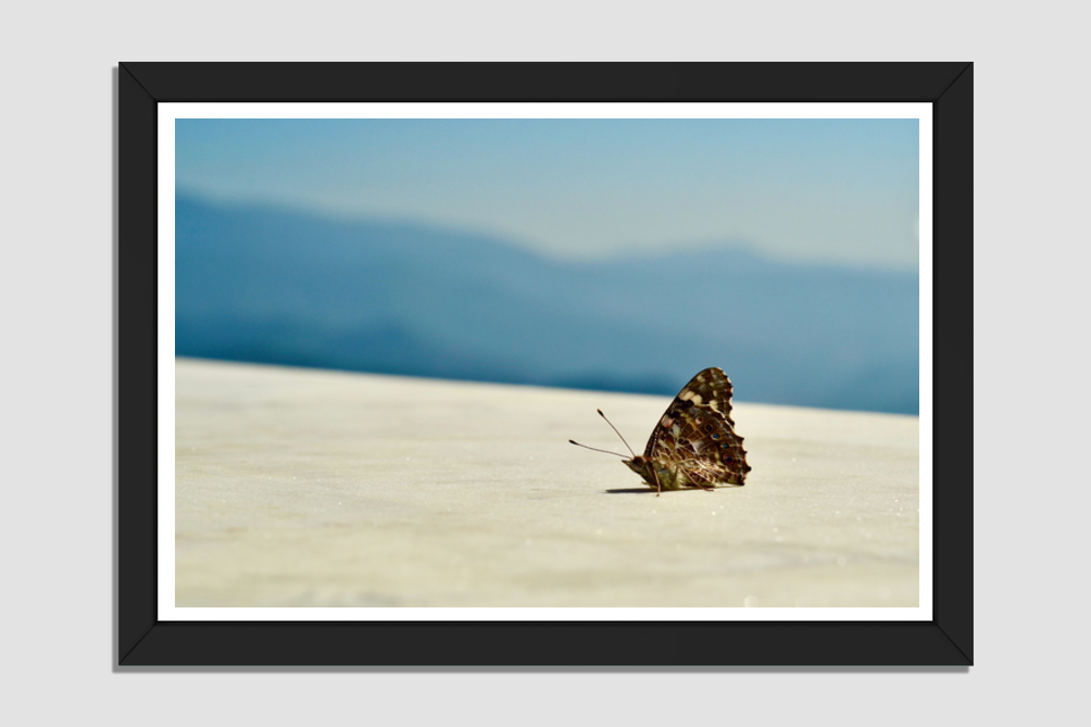 Butterfly in Kali Ka Tibba