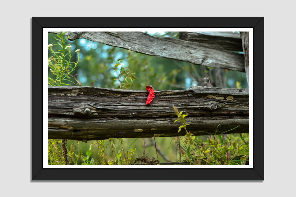 Nature's Timeless Treasure: The Forest Wooden Log