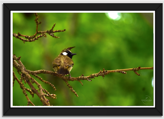 Mountain Melody: The Charming Himalayan Bulbul