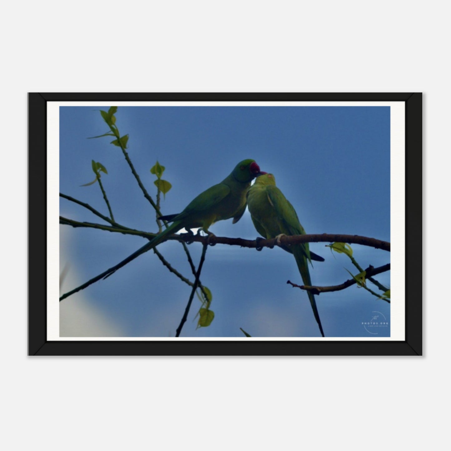 Symbol of Devotion: Parrots in Love