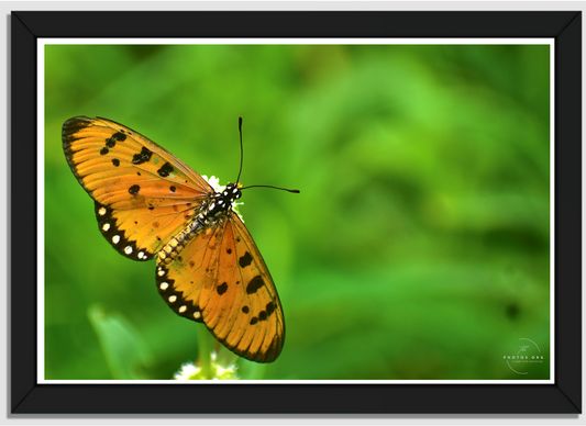 Golden Wings: Nature's Delicate Masterpiece