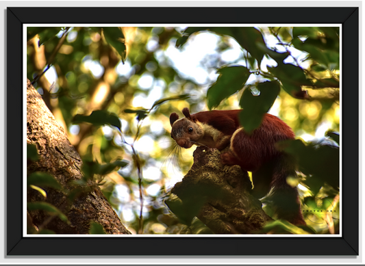 Forest Sentinel: The Elusive Malabar Giant Squirrel from Western Ghats