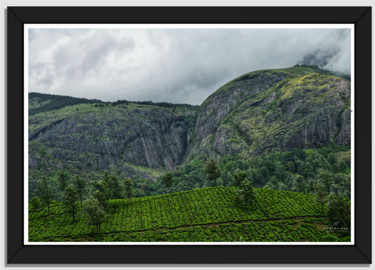 The Nilgiri Tea Gardens