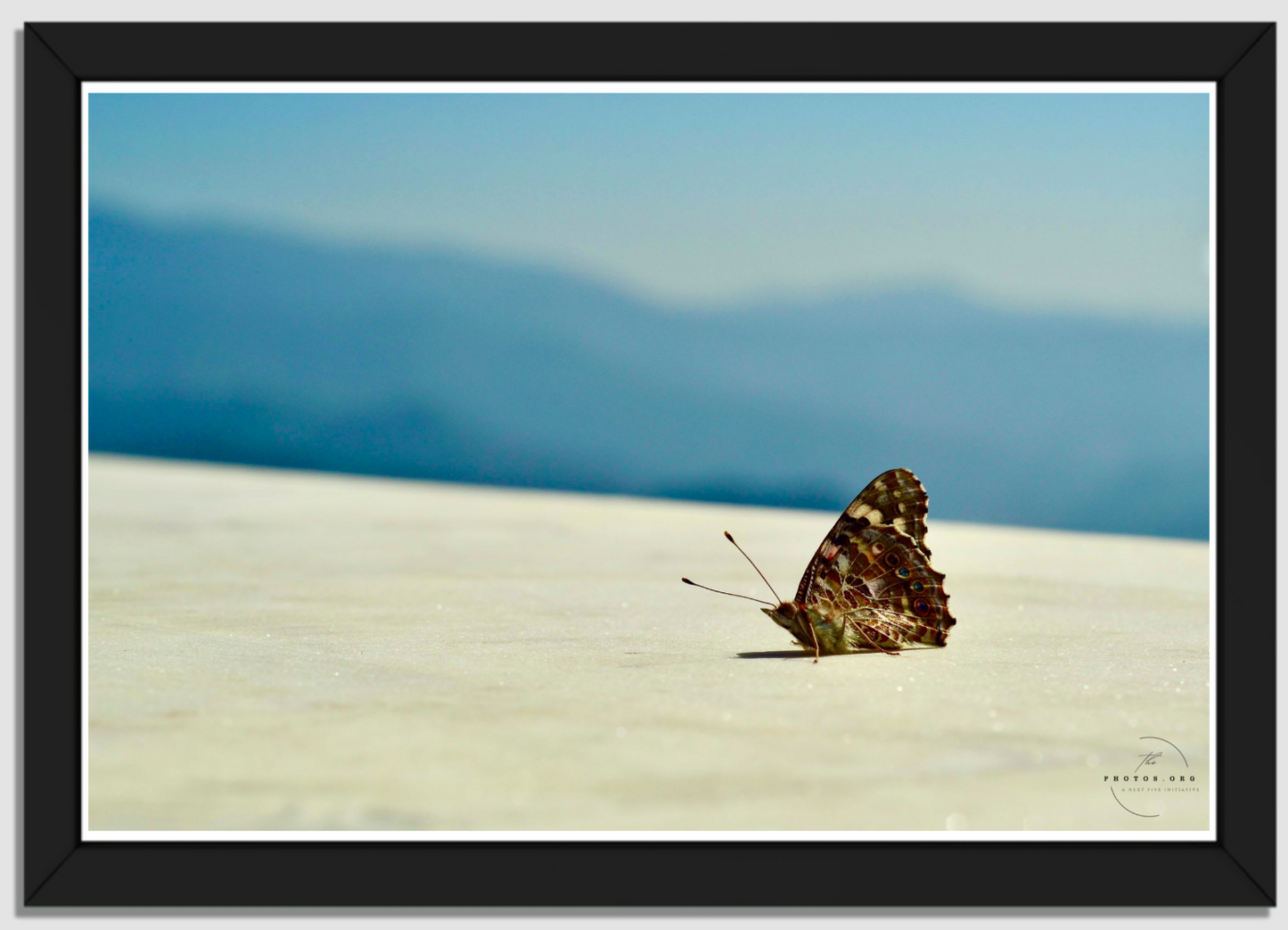 Butterfly in Kali Ka Tibba