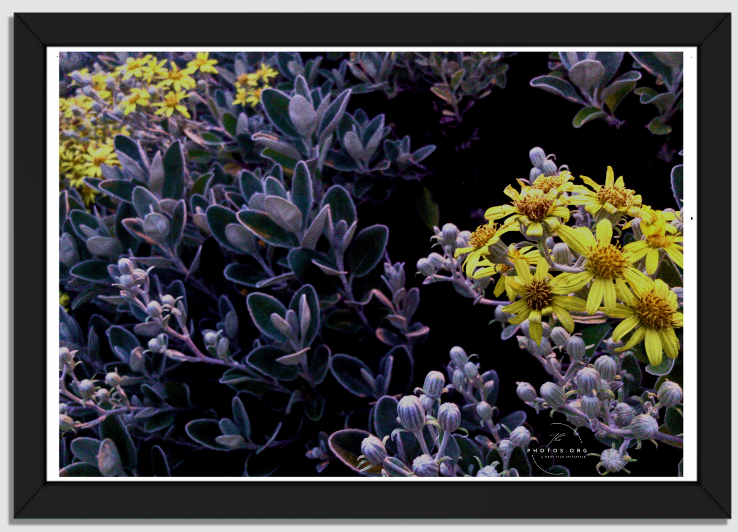 A Kaleidoscope of Wild Flowers