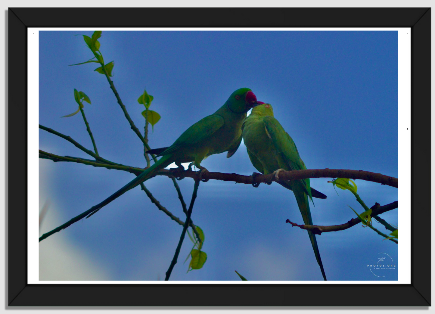 Symbol of Devotion: Parrots in Love