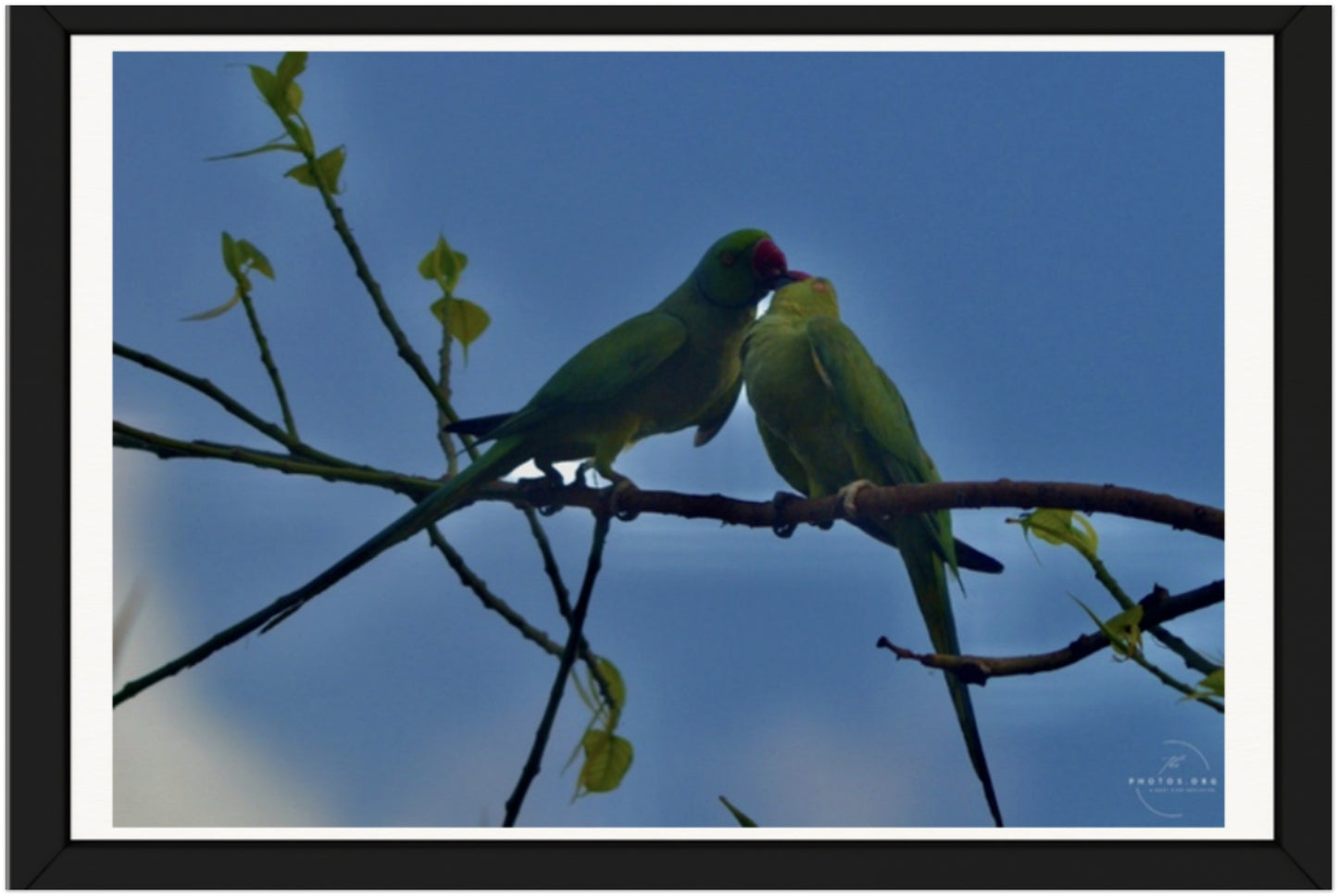 Symbol of Devotion: Parrots in Love